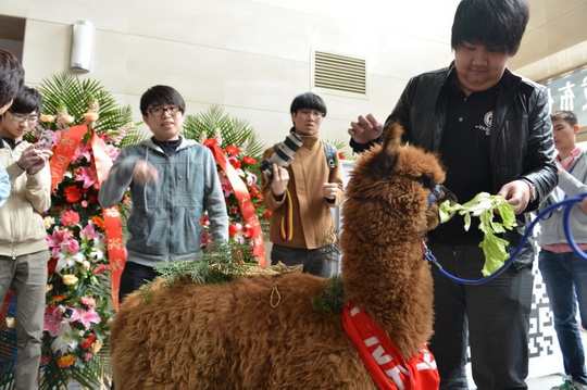 三分钟CHUAN神送了2个铁树枝干和一双草鞋