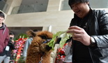 DOTA2发布会 IG战队与神兽信使的完美配合
